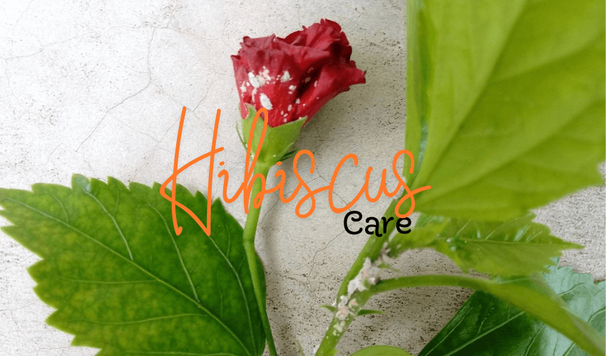hibiscus care