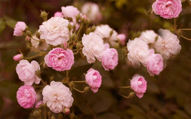 Winter Flower Rose