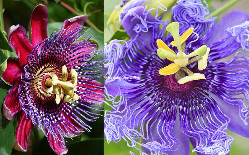 passion flower care