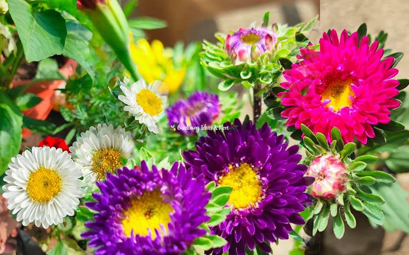Winter Flowers In India With Their Names In Hindi Infoupdate