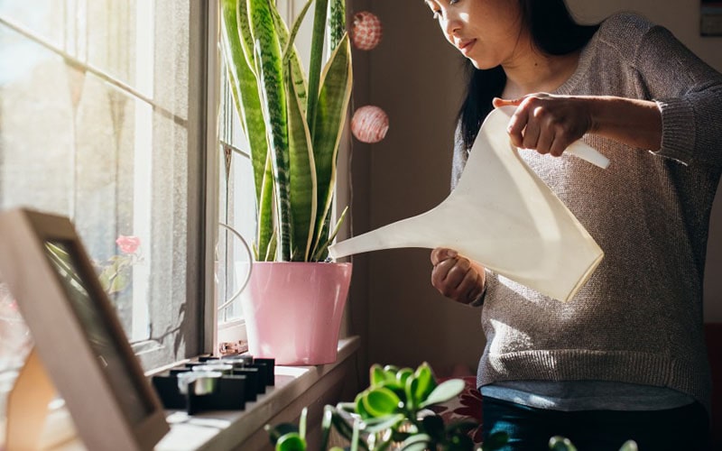 Watering plants 