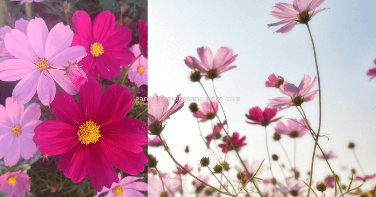 Cosmos grows well in Summer in India till March April 
