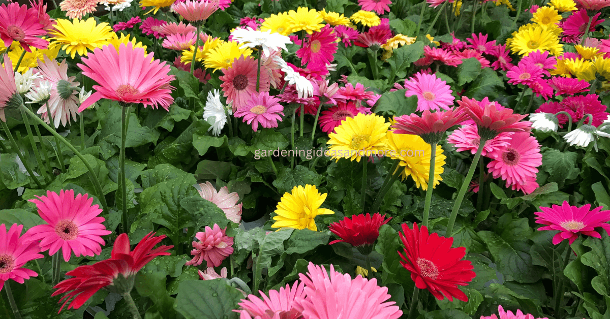 Beautiful coloured Gerbera Summer Flower 