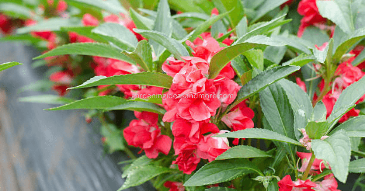 Gulmehendi , dopati phul or Balsam is easy to grow in Summer 