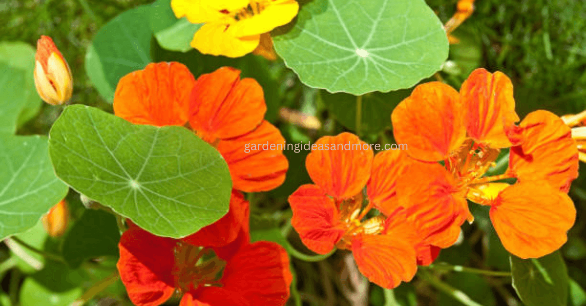 Nasturtium Summer Flower in India