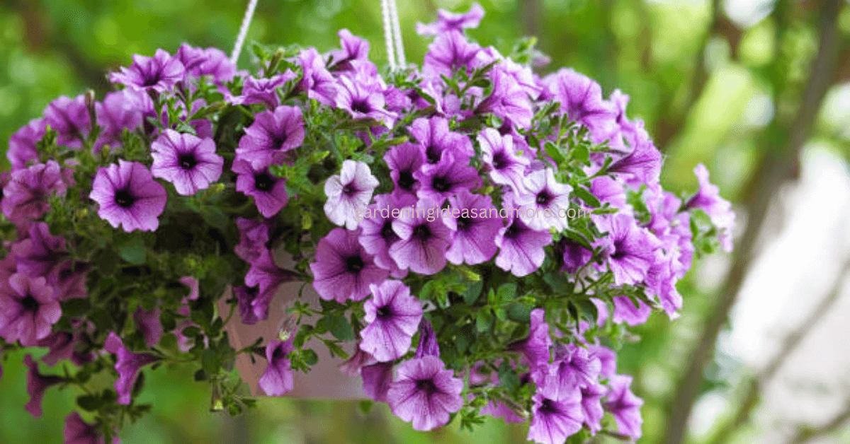 Multiple Colour Petunia Summer and annual flower 