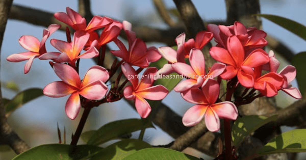 Aromatic Plumeria Summer Flower in India
