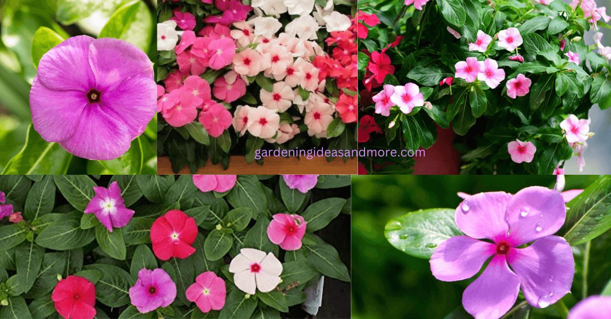 Vinca Malati Sadabahar Summer Flower in India