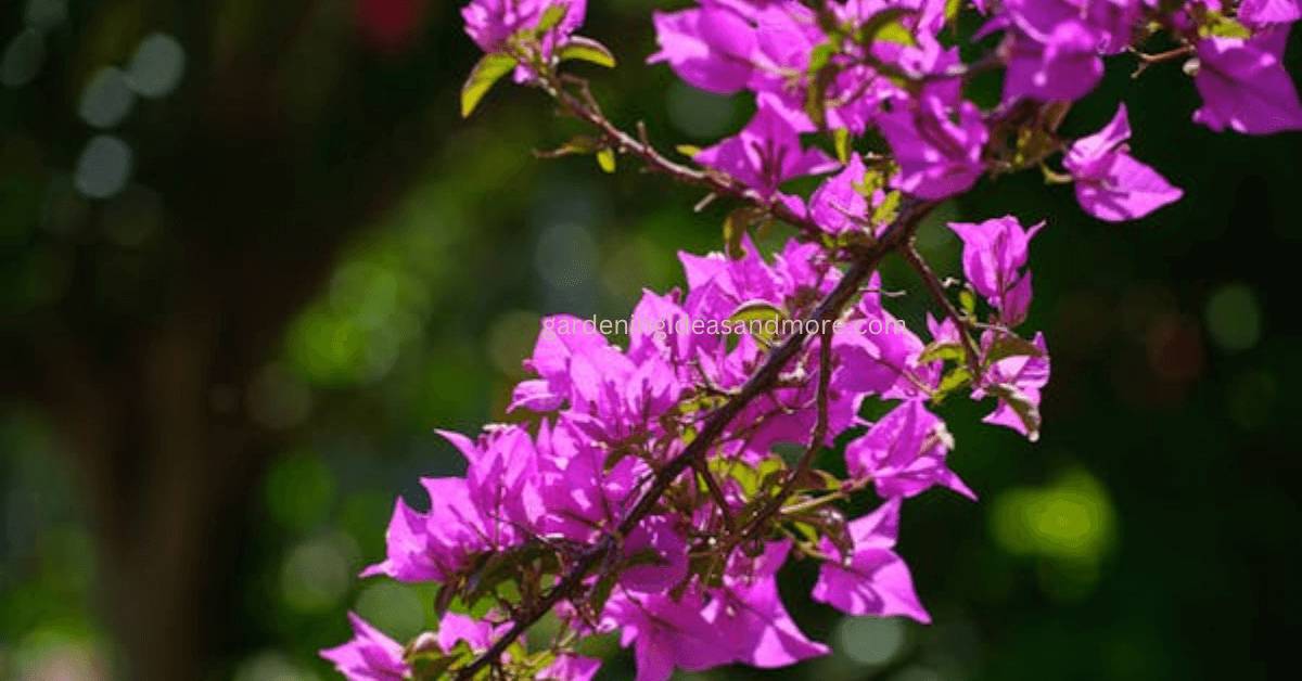 Ideal Summer Flower in India