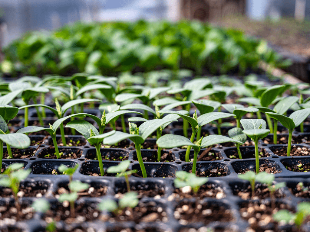 seedlings learning and care