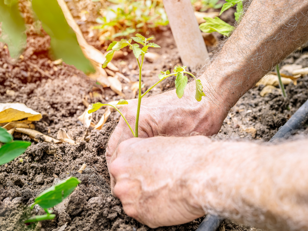 Plant expert app