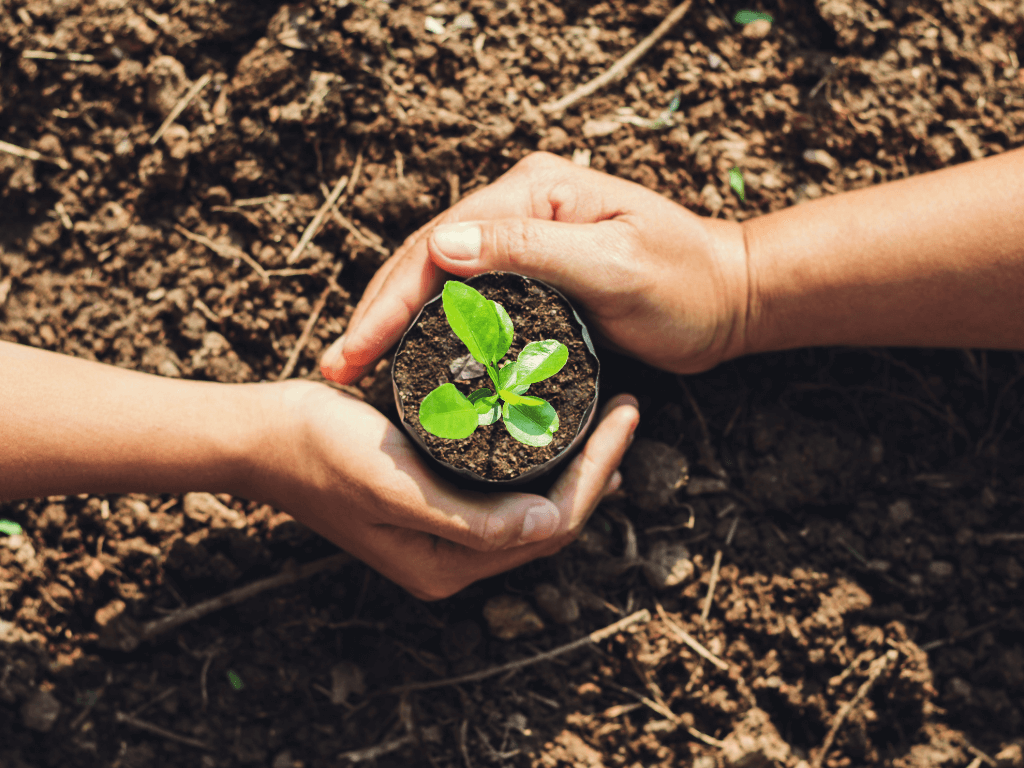 share plants 