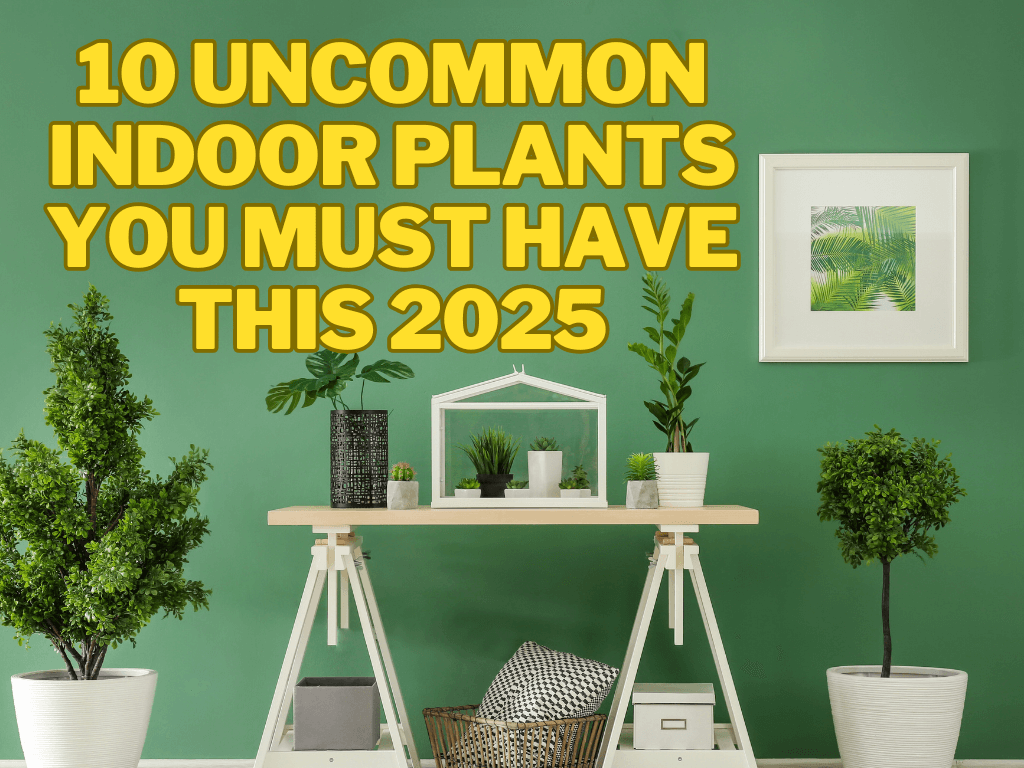 Indoor plants, uncommon indoor plants, buy plants in 2025, gift plant in 2025