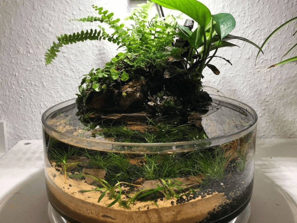 Driftwood with aquatic plants setup in India