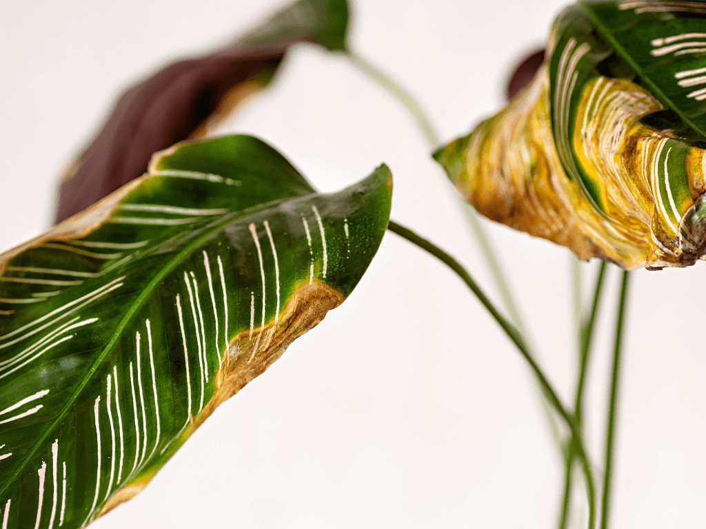 calatheas, calatheas drying up, why is my calatheas drying up