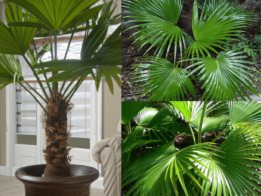 Chinese palm plant indoor plant 