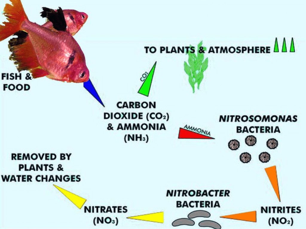 Nitrogen cycle in a fish tank 