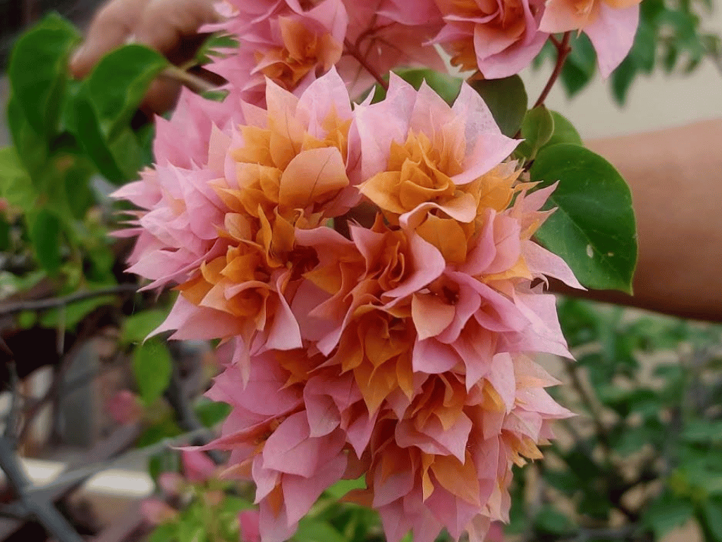 Beautiful flower with pink and yellow flowers of bouganvillea