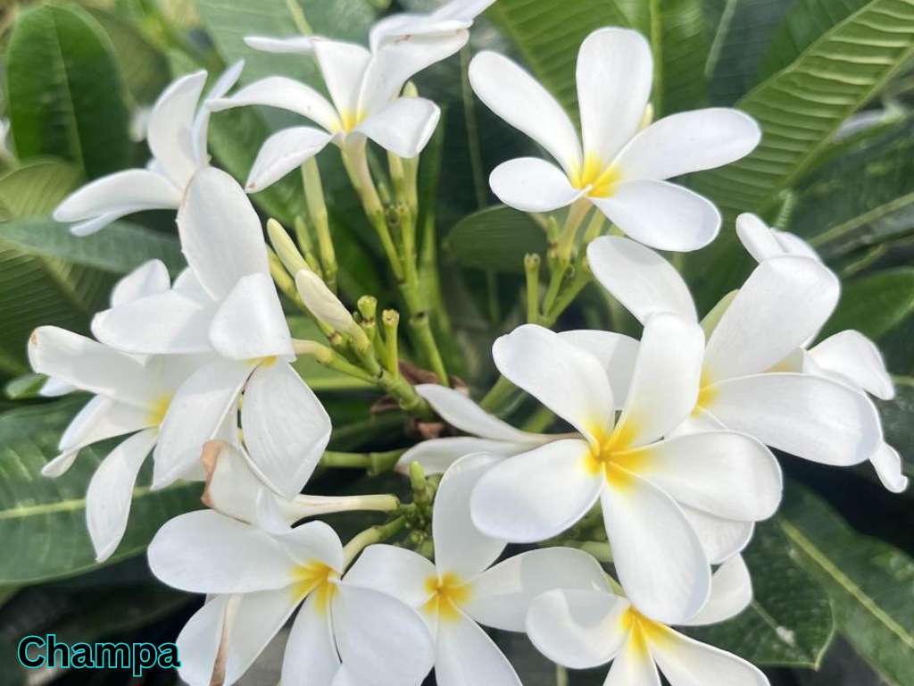 Most fragrant flowers in India white Champa Plumeria flower blooming on tropical tree with glossy green leaves and highly fragrant perennial flowers.blooming on a tropical tree with glossy green leaves.