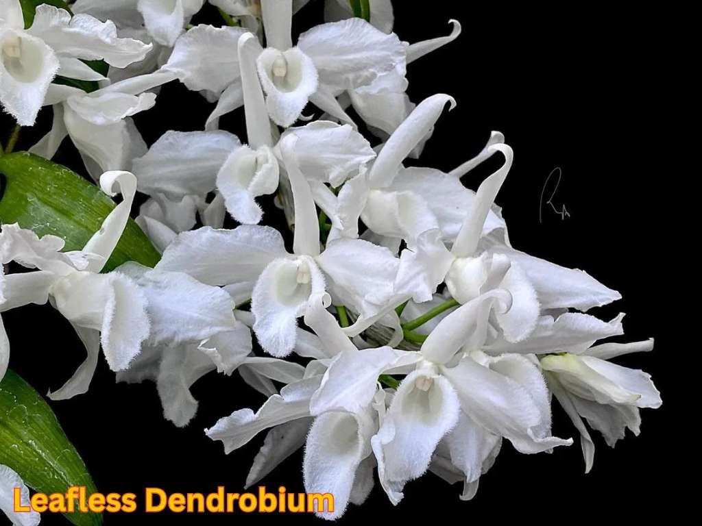 Most fragrant flowers in India showing white Leafless Dendrobium orchid flowers blooming in clusters.