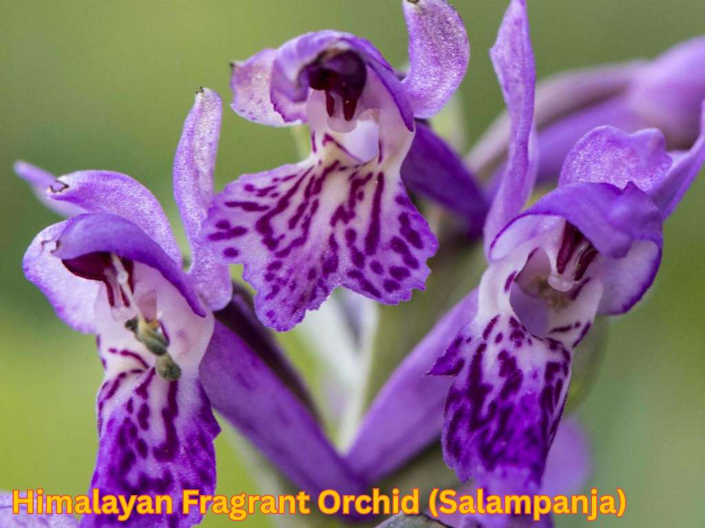 Most fragrant flowers in India featuring purple Himalayan Fragrant Orchid flowers.