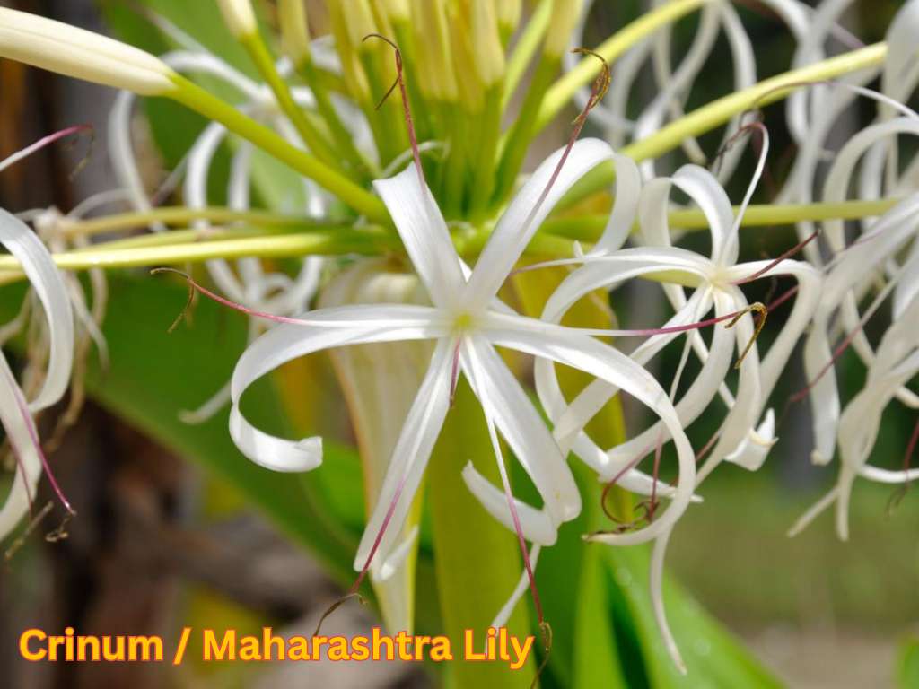 Most fragrant flowers in India featuring white Crinum or Maharashtra Lily flowers.