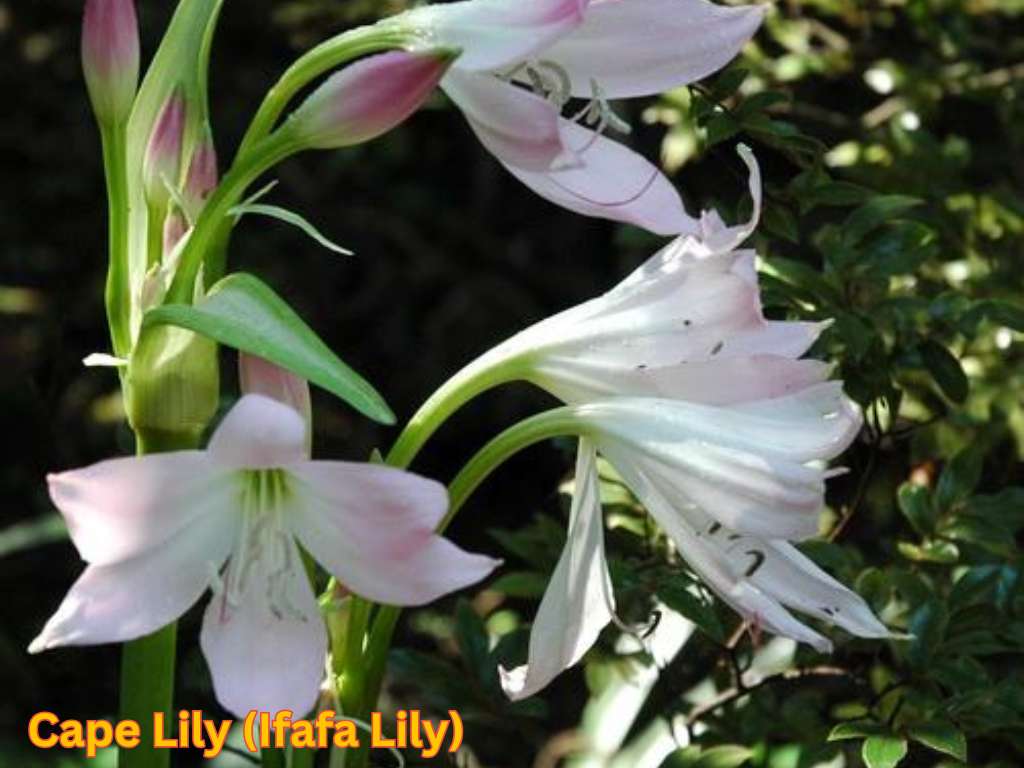 Most fragrant flowers in India showing pale pink Cape Lily flowers.