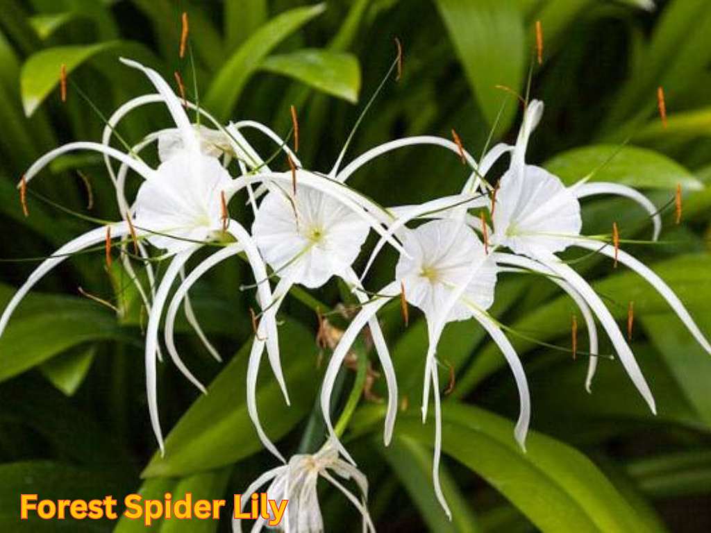Most fragrant flowers in India featuring white Forest Spider Lily flowers with long narrow petals.
