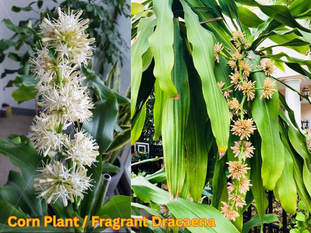Most fragrant flowers in India showing Corn Plant or Fragrant Dracaena flowers and foliage.