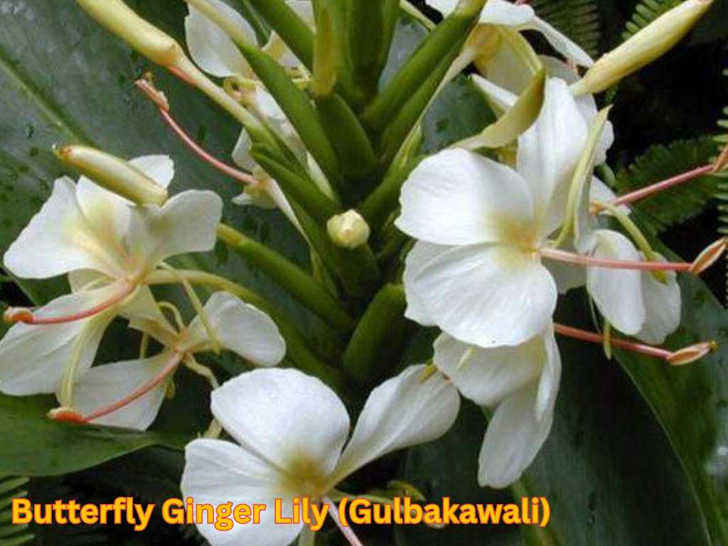Most fragrant flowers in India featuring white Butterfly Ginger Lily flowers.