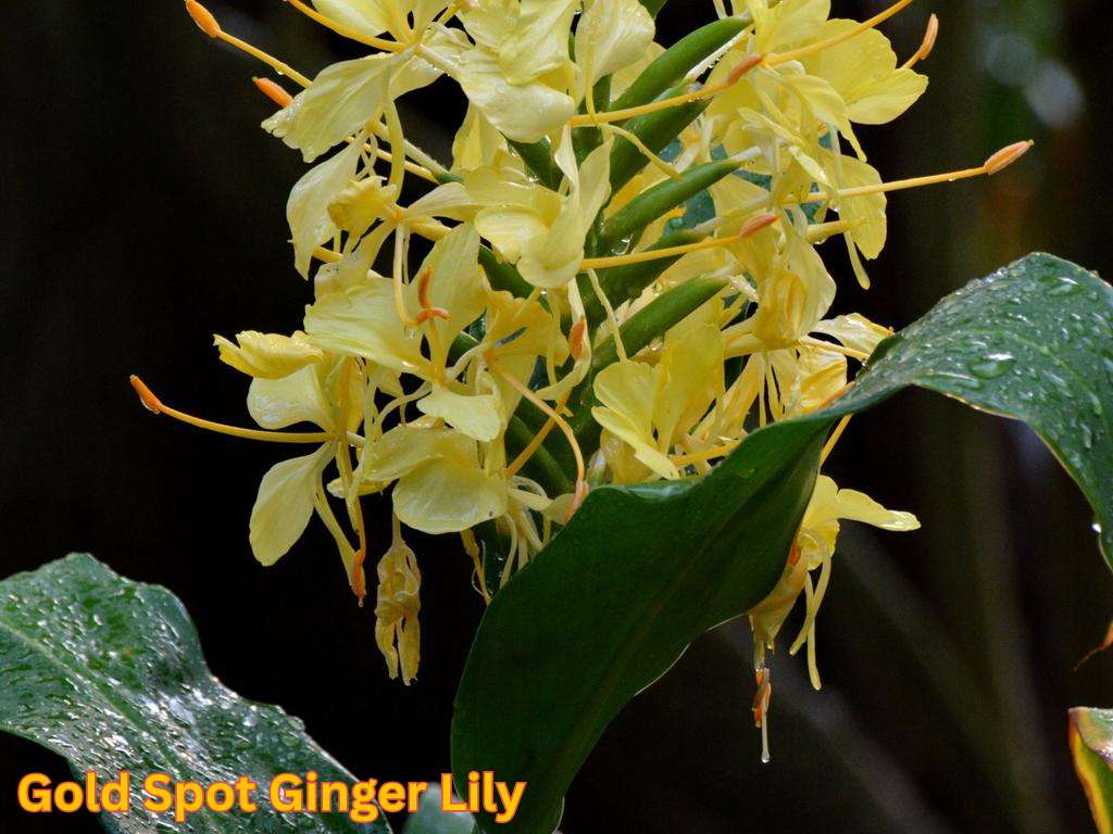 Most fragrant flowers in India showing yellow Gold Spot Ginger Lily flowers.