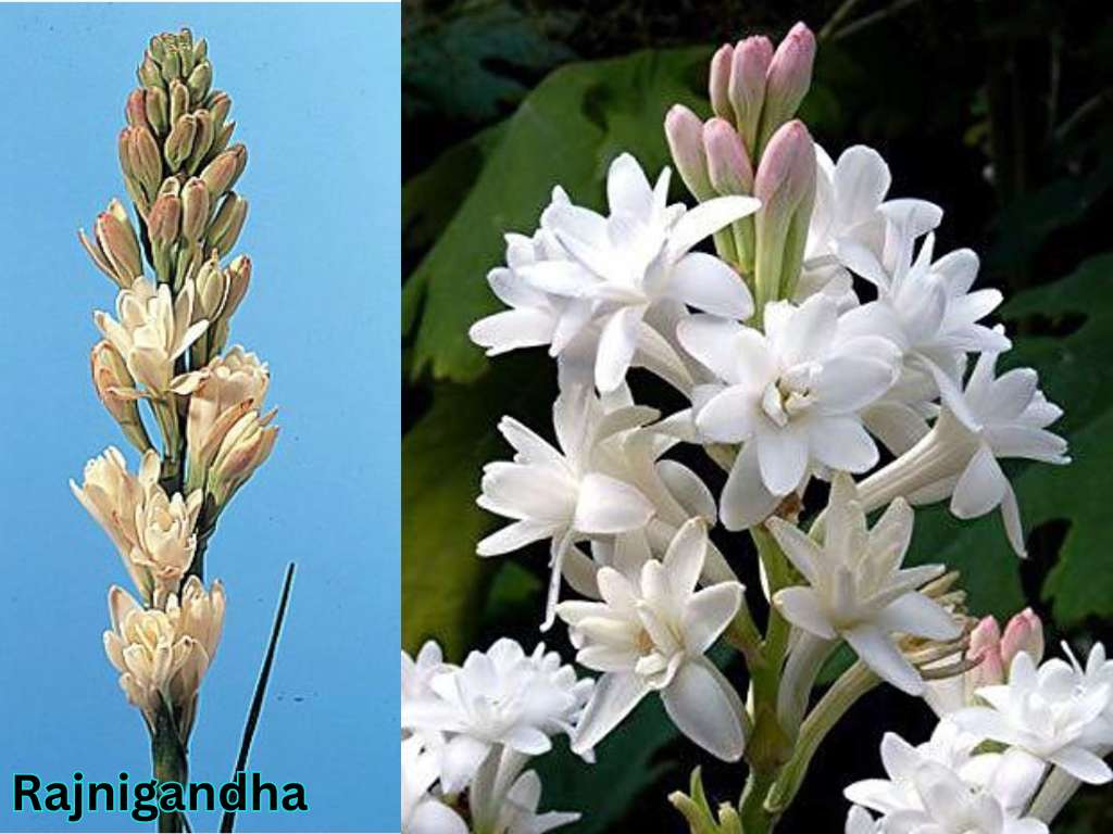 Most fragrant flowers in India showing Rajnigandha or Tuberose flowers with white scented blooms on tall flower spikes.