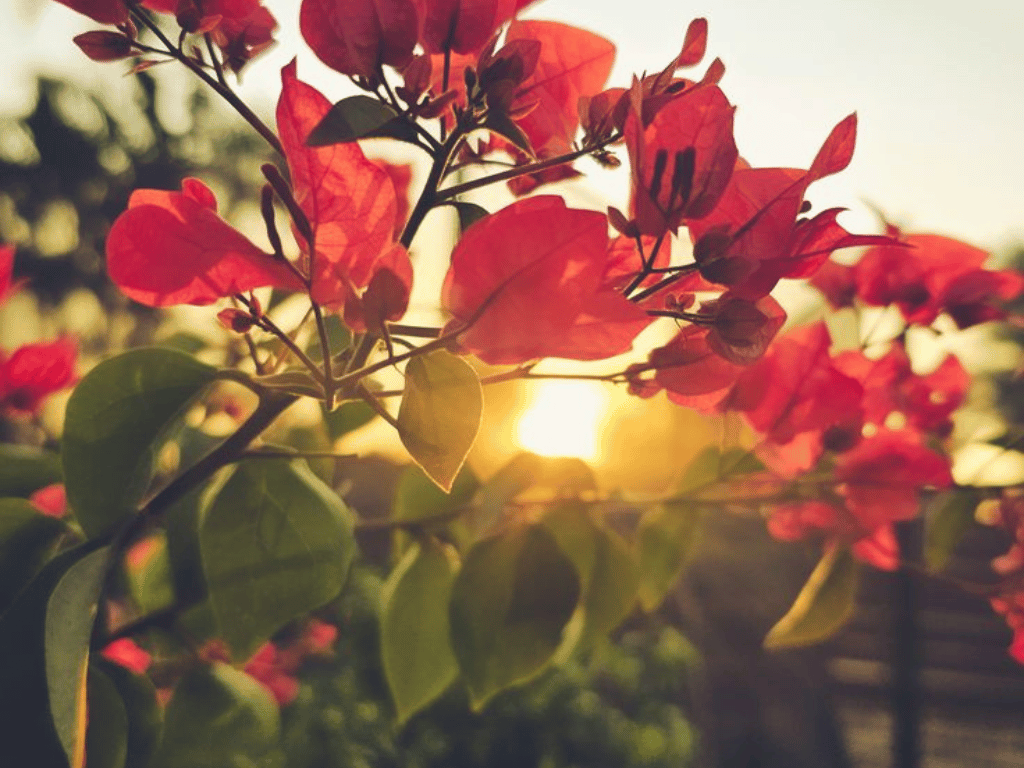 Red bougainvillea bracts glowing in golden sunset light, thriving outdoors in direct sun