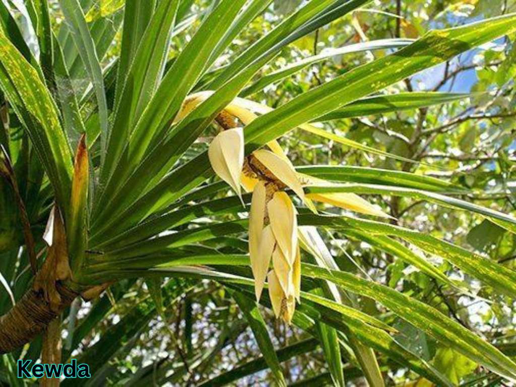 Most fragrant flowers in India featuring the Kewda plant with aromatic cream-colored flowers and long spiny leaves.