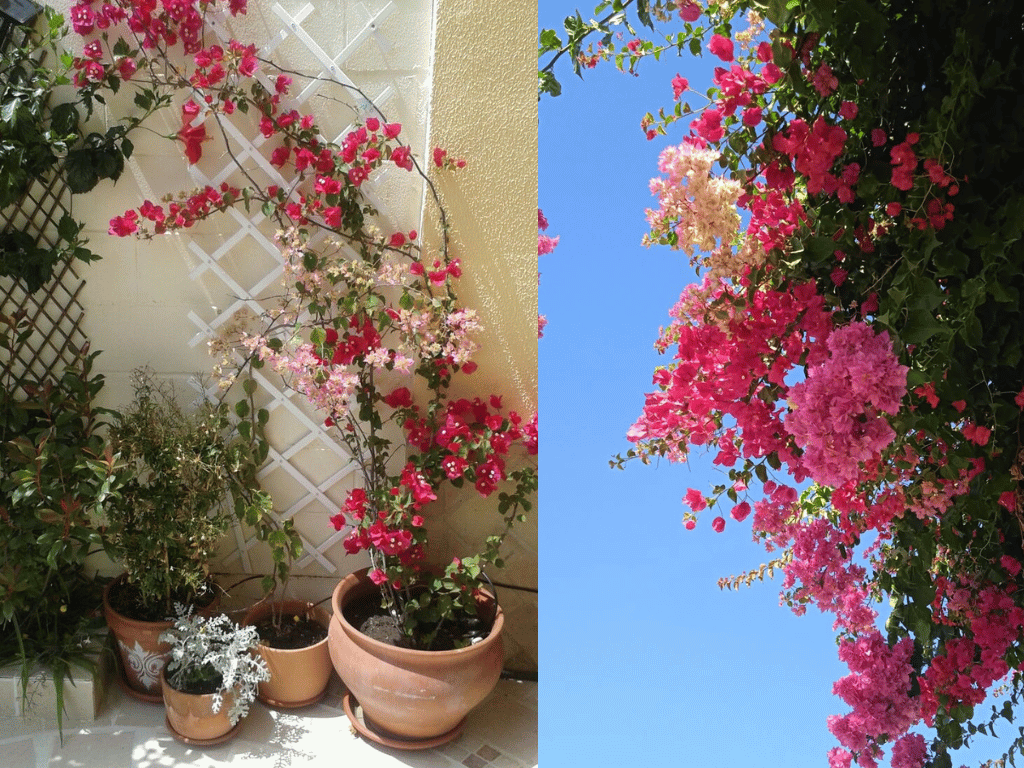 why is my bouganvillea not growing
