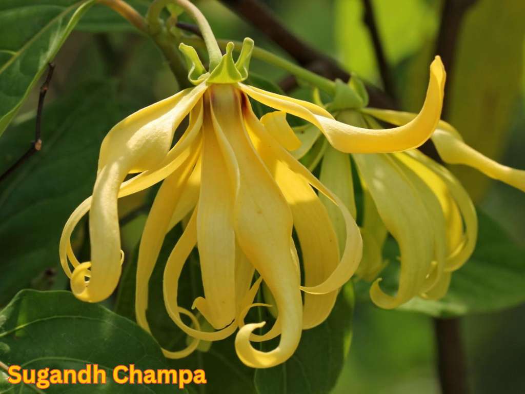 Most fragrant flowers in India showing yellow Sugandh Champa or Ylang Ylang flowers with highly aromatic petals.
