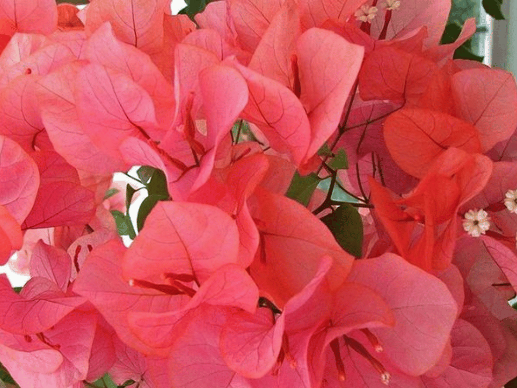 Bouganvillea plant bonsai