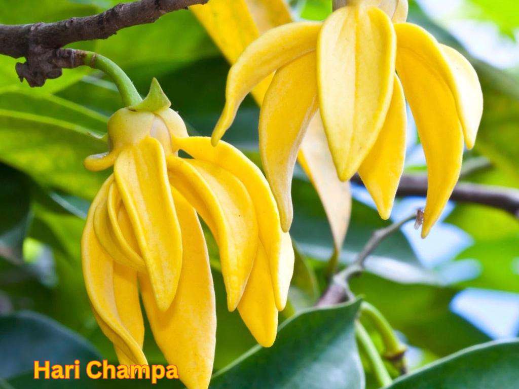 Most fragrant flowers in India featuring yellow Hari Champa flowers growing on a fragrant climbing plant.