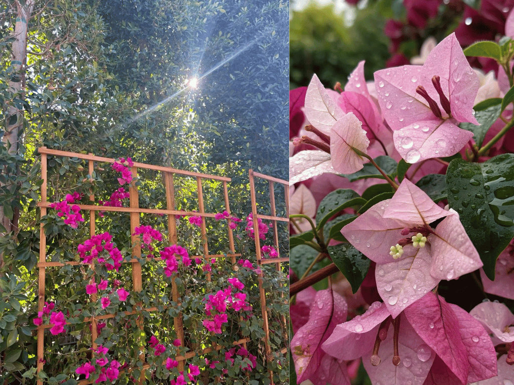 Bougainvillea plant growing in pot against a trellis, and a dense pink bougainvillaea canopy in full bloom