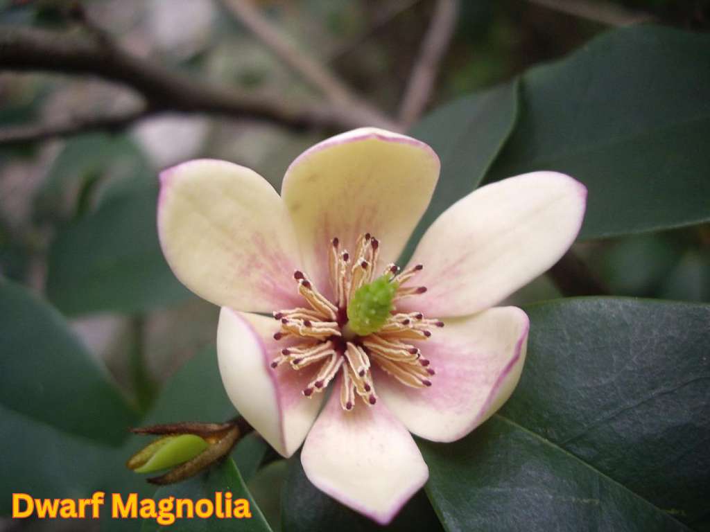 Most fragrant flowers in India showing Dwarf Magnolia flowers with cream and pink petals and glossy foliage.
