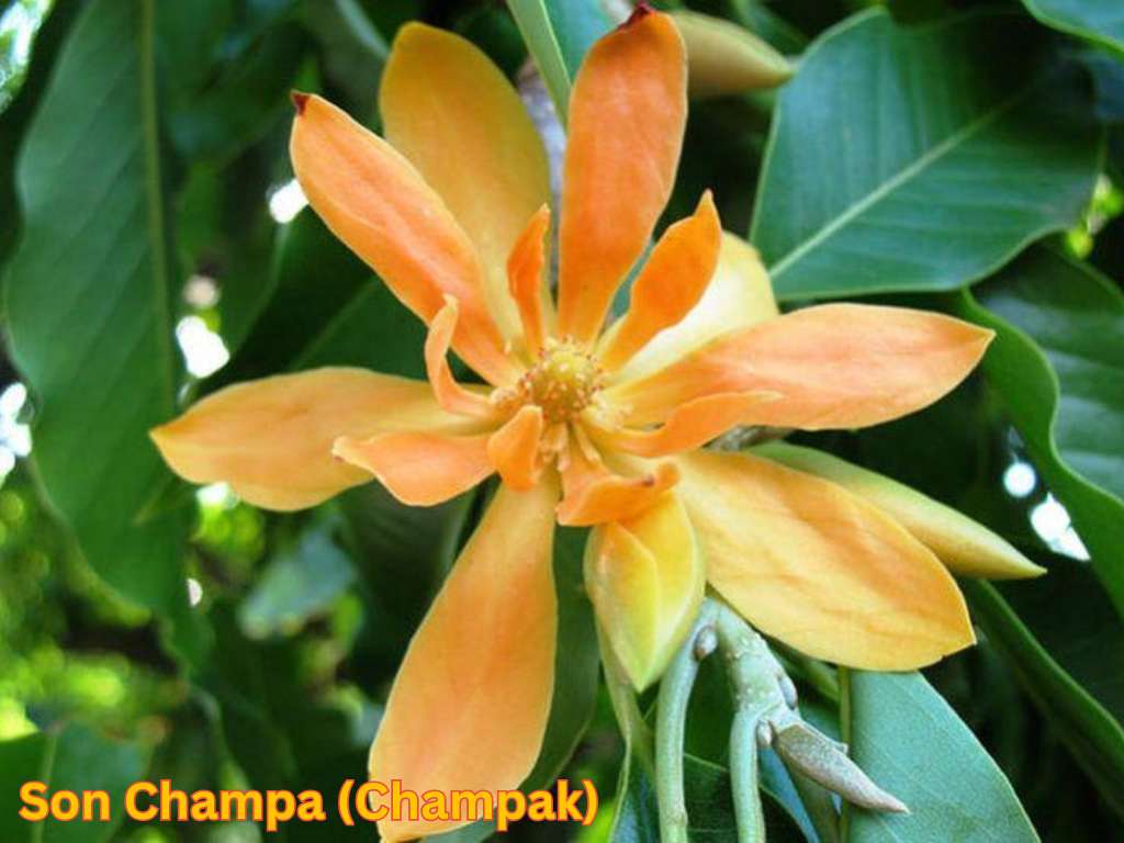 Most fragrant flowers in India featuring orange Son Champa flowers with highly aromatic petals.