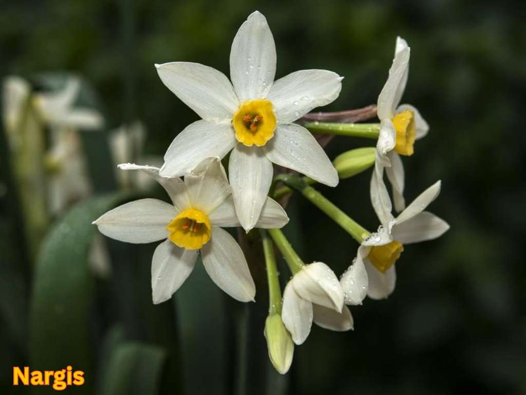 Most fragrant flowers in India showing white and yellow Nargis flowers blooming in clusters.