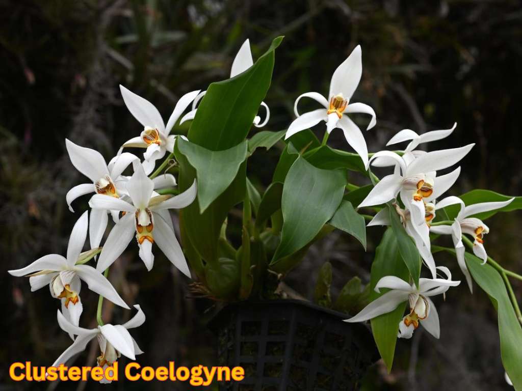 Most fragrant flowers in India featuring Clustered Coelogyne orchid flowers with white petals and yellow centers.