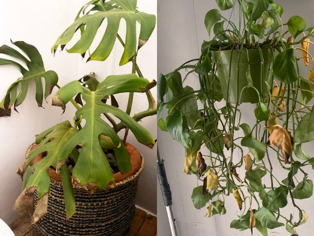 How to keep plants alive during vacation by preventing underwatering in Monstera and pothos houseplants