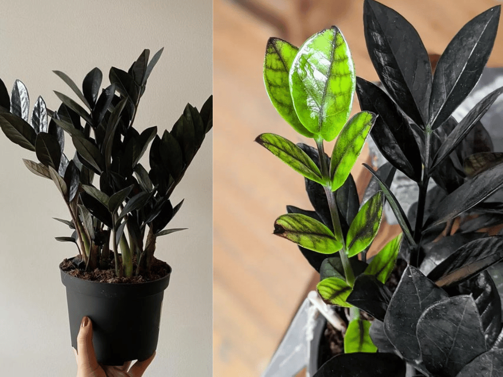 Indoor Plants for Indian Homes showing the elegant Raven ZZ Plant with glossy black foliage.