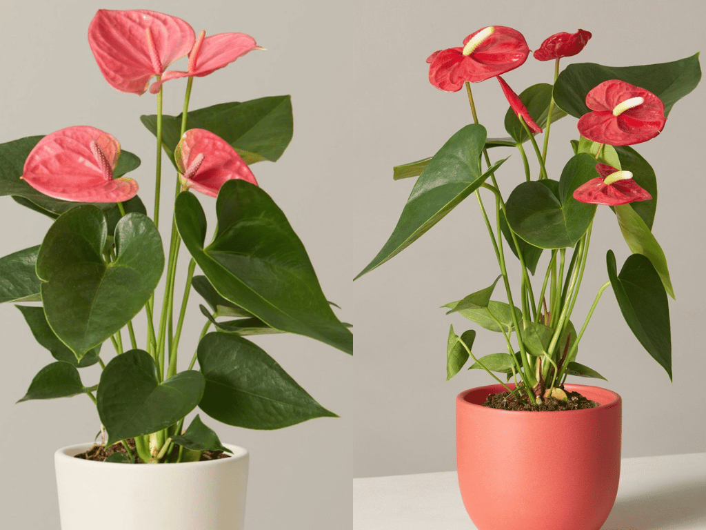 Indoor Plants for Indian Homes featuring healthy Anthurium plants with glossy leaves and vibrant pink flowers.