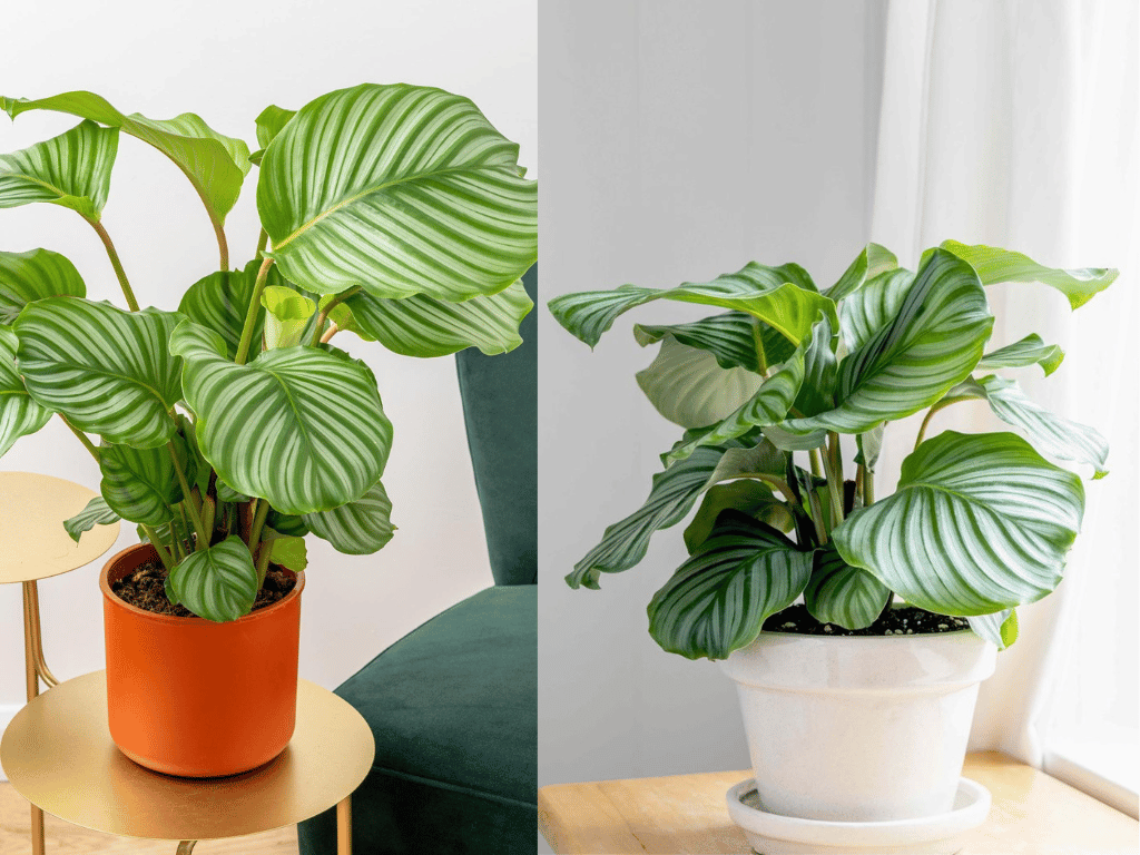 Indoor Plants for Indian Homes displaying Calathea Orbifolia with broad silver-striped green leaves.