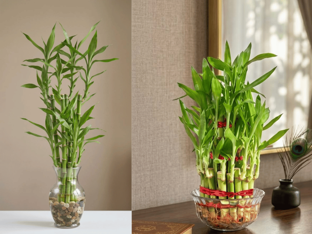 Indoor Plants for Indian Homes showing healthy Lucky Bamboo grown in decorative glass containers.