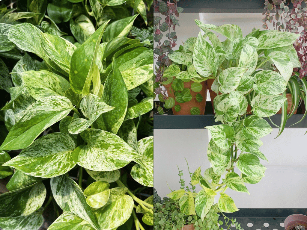 Indoor Plants for Indian Homes featuring Marble Queen Pothos with attractive white and green variegated leaves.