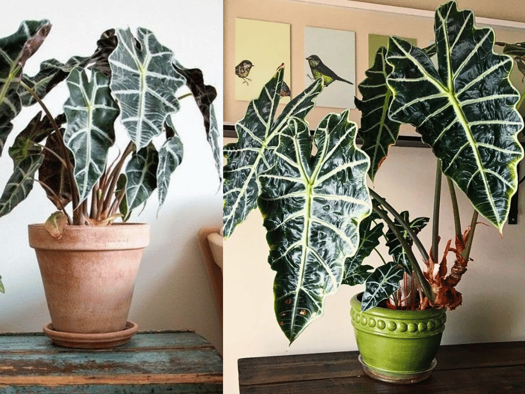 Indoor Plants for Indian Homes displaying striking Alocasia Polly with dark leaves and bold white veins.